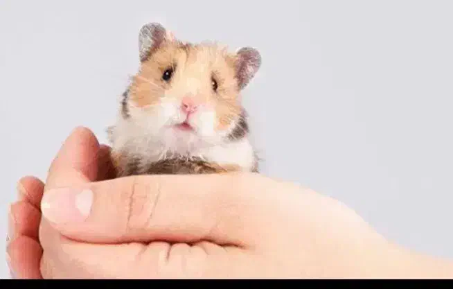 همستر|موش و خرگوش|بیرجند, |دیوار