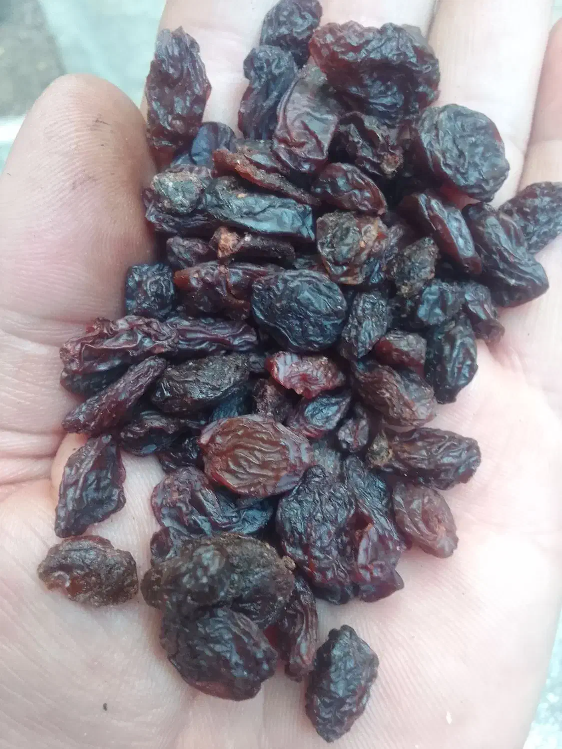 کشمش بیدانه آفتابی تاکستان تمیز(فقط آبگیری دارم )|خوردنی و آشامیدنی|تهران, شهرک ولیعصر شمالی|دیوار