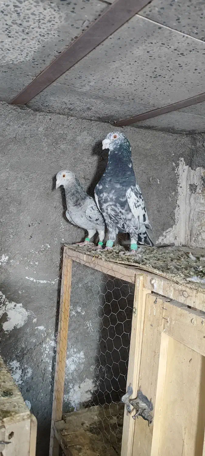 سار، سرورر، بزک، عطیقه|پرنده|مشهد, بهمن|دیوار