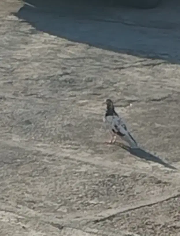 کفتر|پرنده|دورود, |دیوار