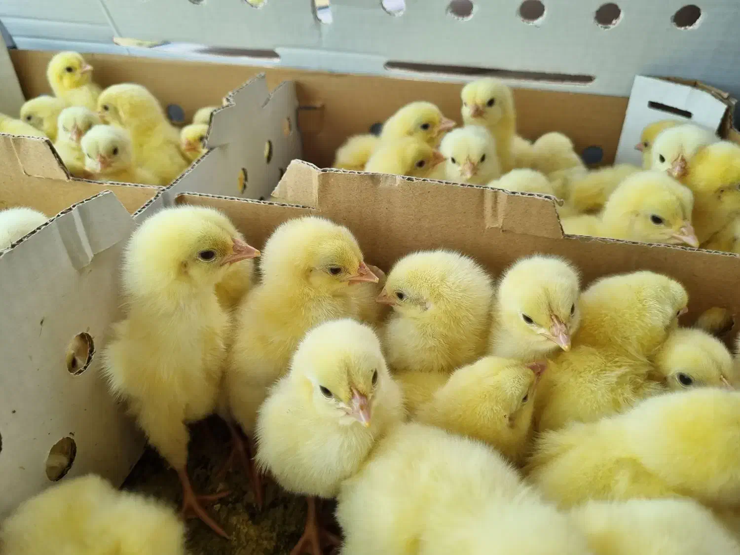 جوجه ۱روز گوشتی با وزندهی بالا|حیوانات مزرعه|علی‌آباد کتول, |دیوار