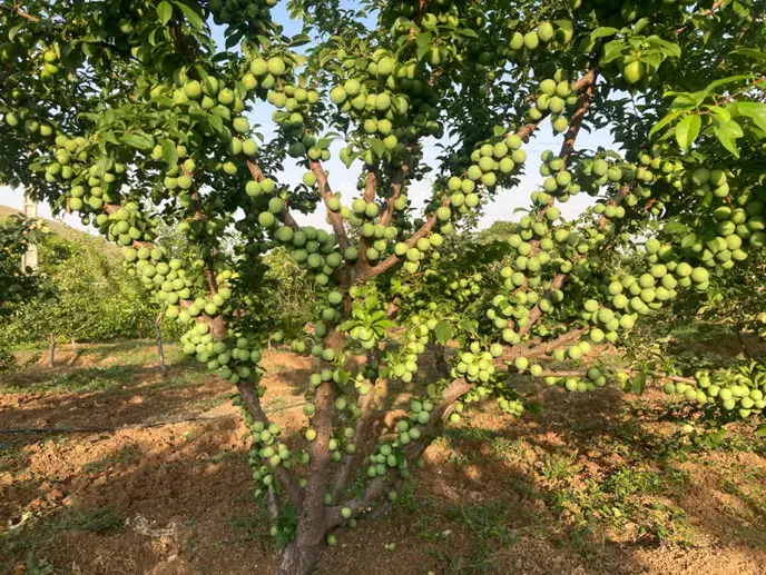 فروش باغ مثمر واقتصادی در گیوی (خلخال)ویلا/فول|فروش خانه و ویلا|کوثر, |دیوار