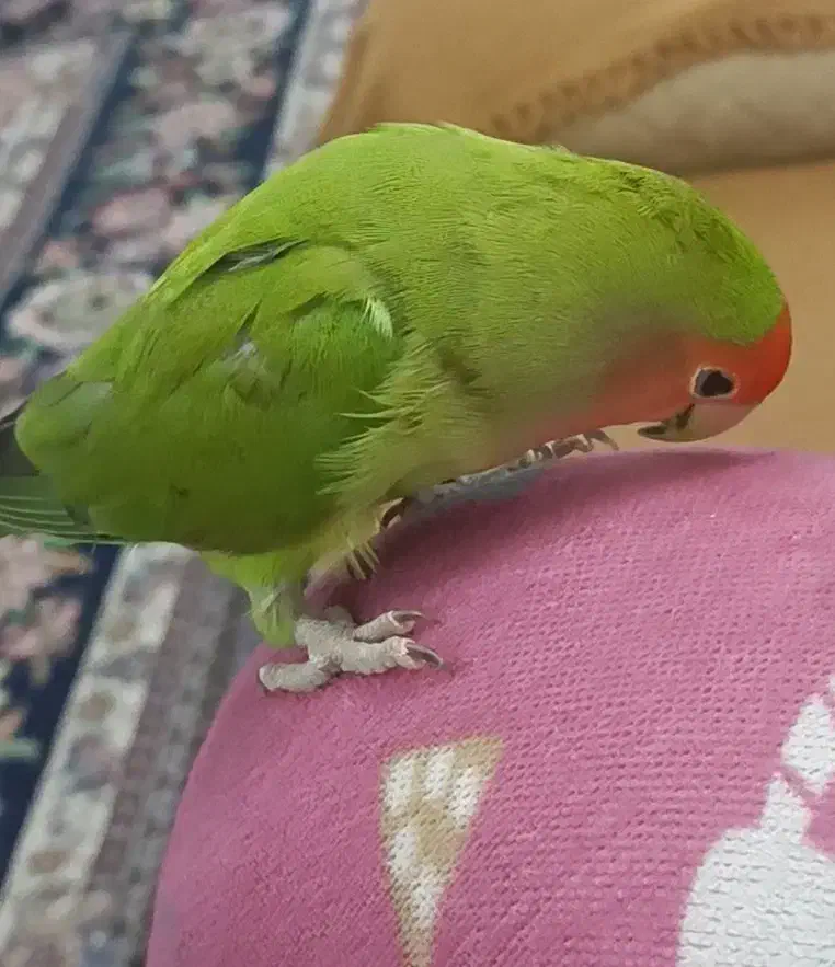 کوتوله|حیوانات|قم, شهر قائم|دیوار