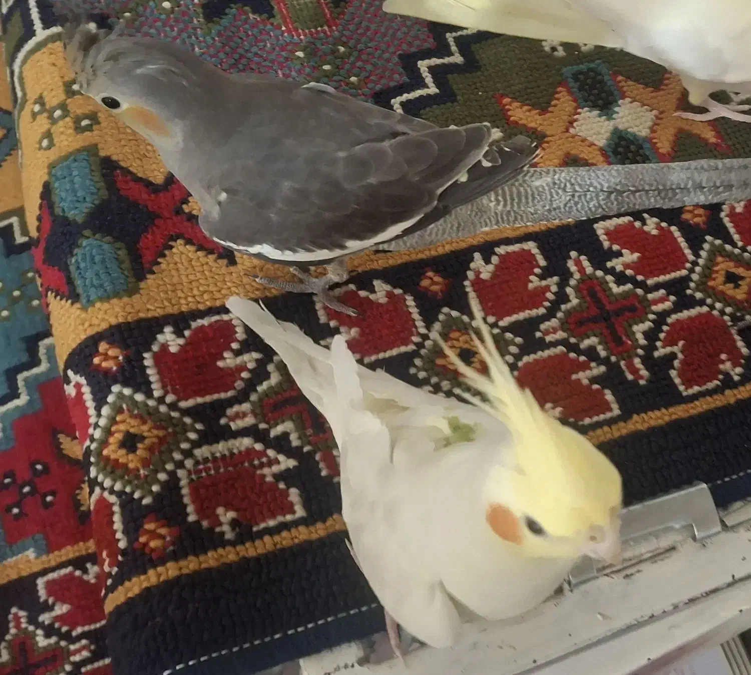 عروس هلندی گمشده با مژدگانی زیاد|حیوانات|کوهدشت, |دیوار