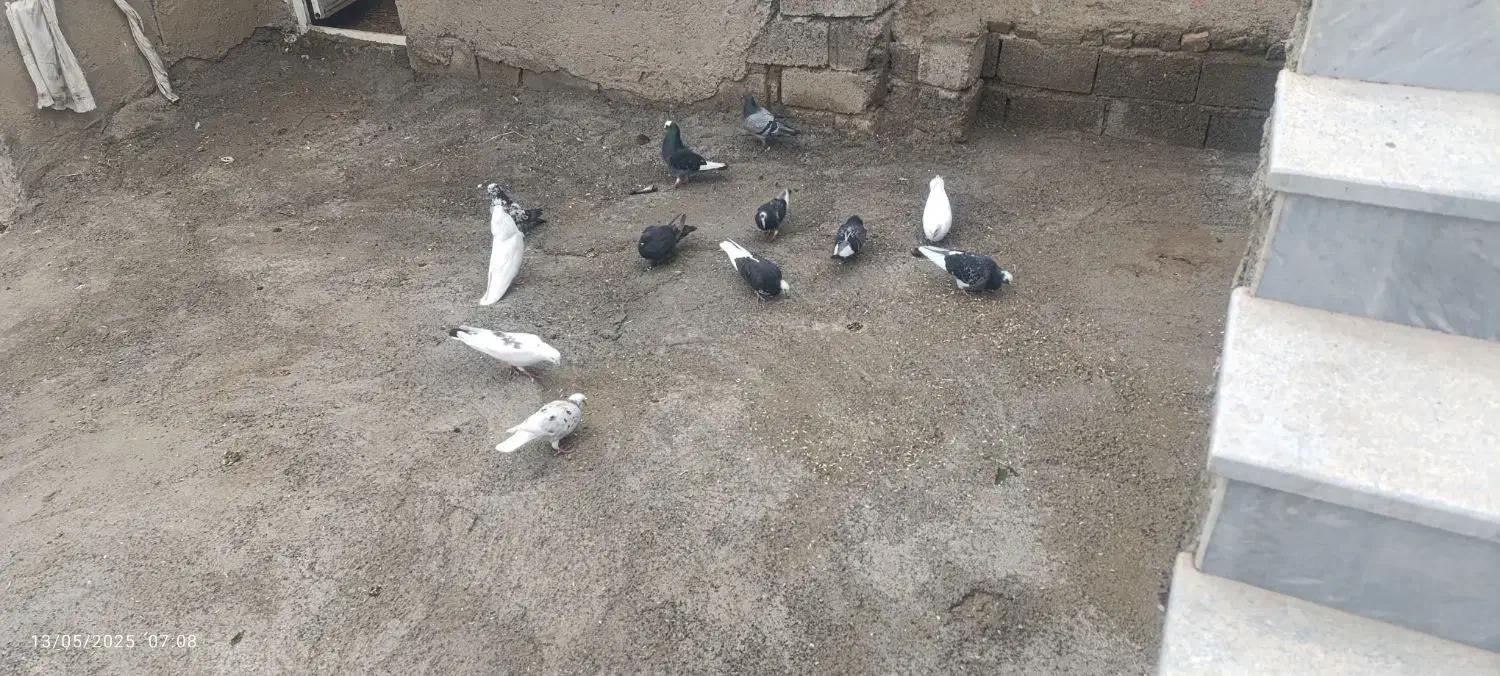 کبوتر|پرنده|گرمادوز, |دیوار