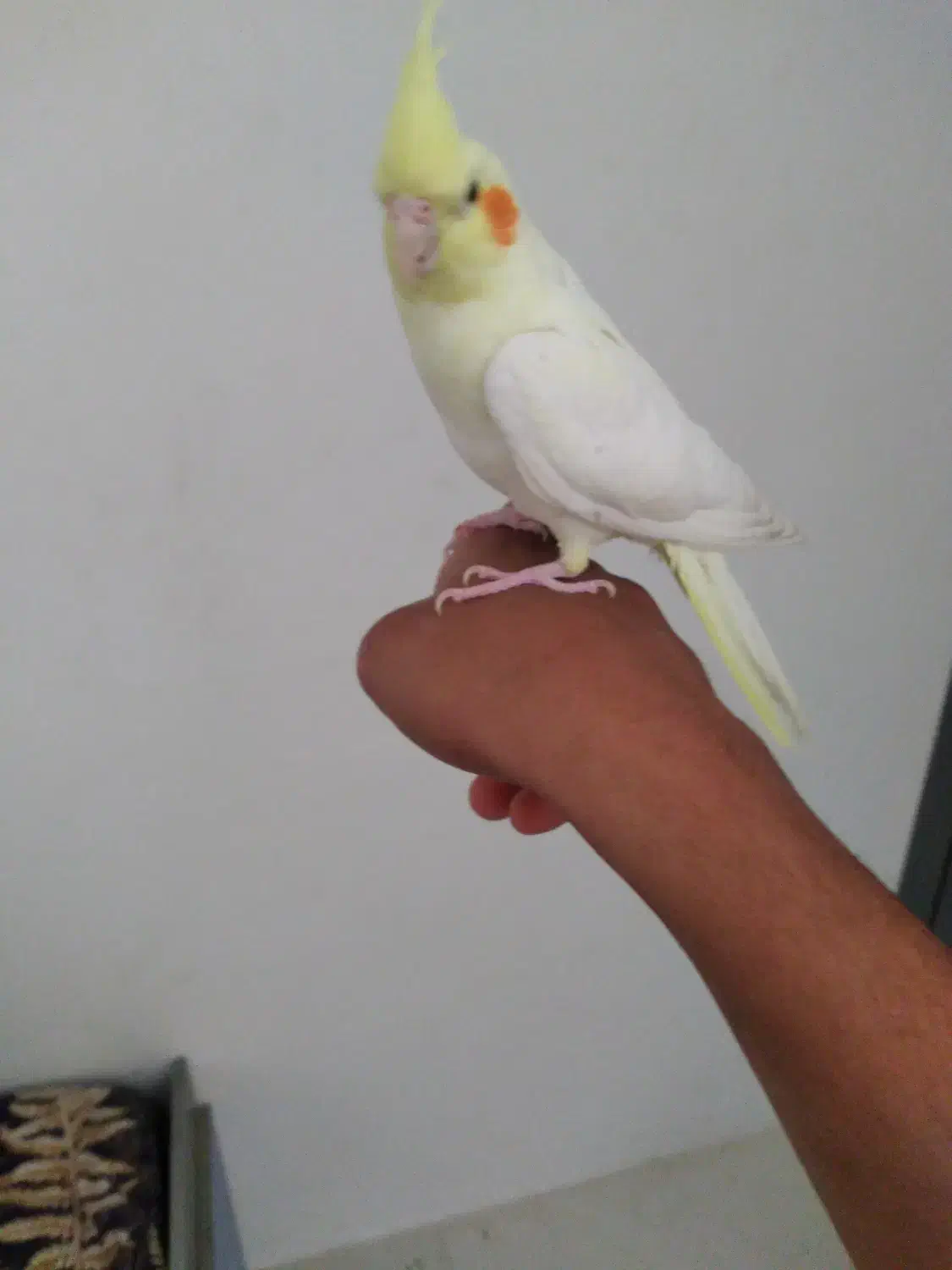 عروس هلندی|پرنده|شاهین‌شهر, امام حسین|دیوار