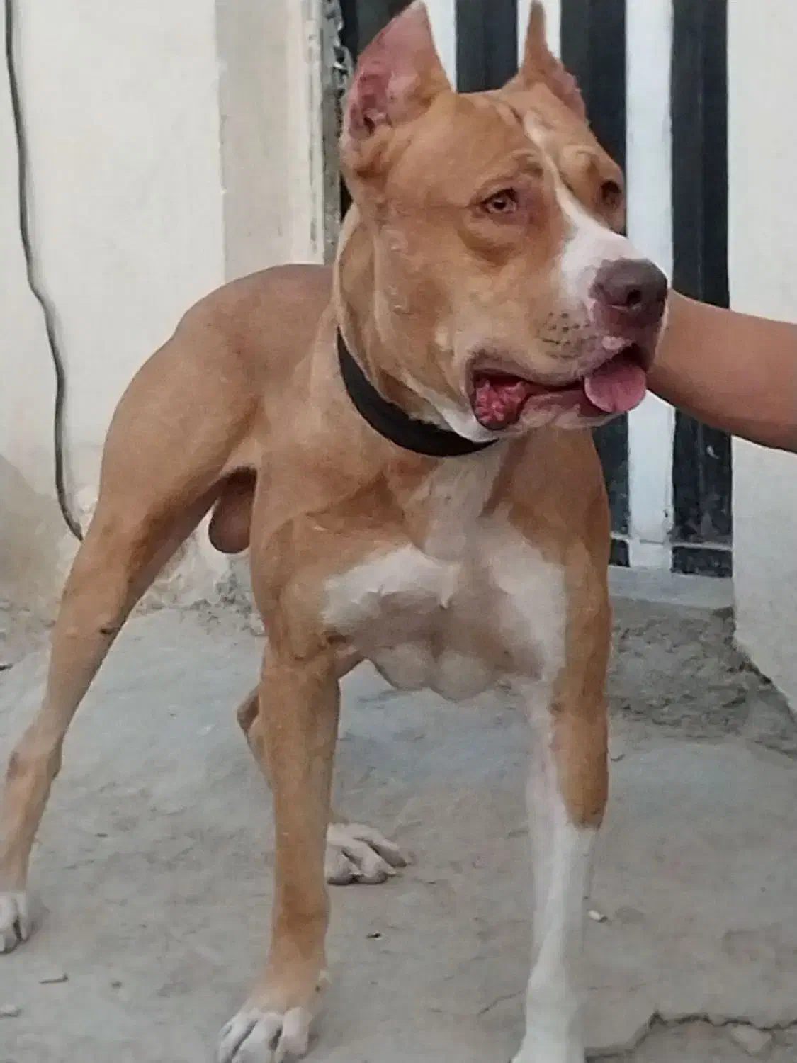 سگ پیتپول نر|سگ|تهران, مشیریه|دیوار