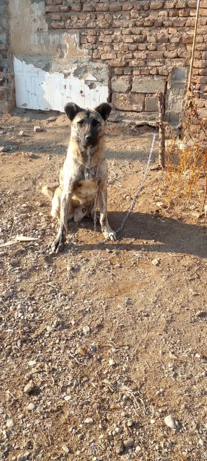 سگ خانگی|سگ|سلماس, |دیوار