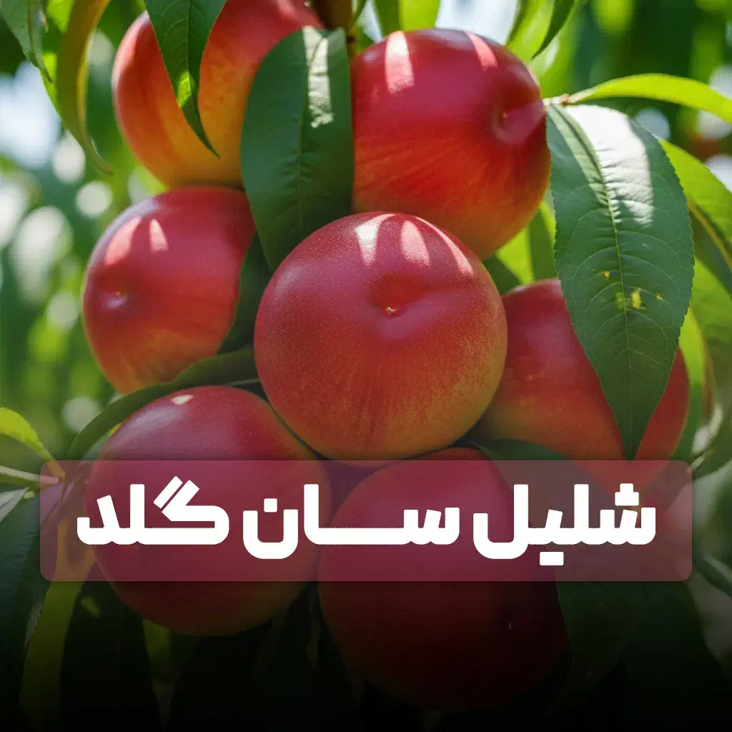 خرید نهال شلیل و انار با پشتیبانی کامل|خدمات باغبانی و درختکاری|شیراز, گلکوب|دیوار