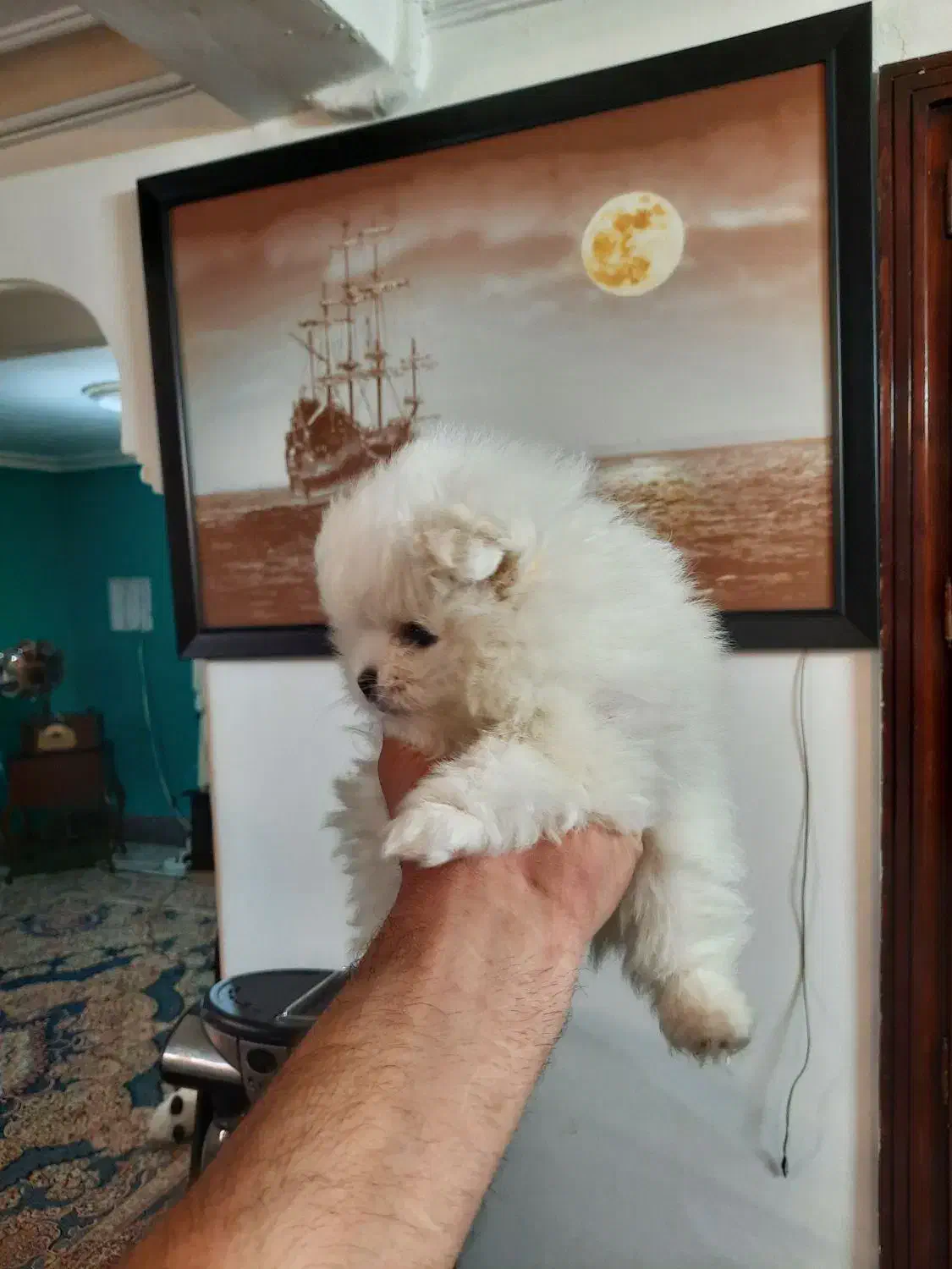 توله‌پامرین‌دوسر‌خرسی‌خالص|سگ|طرقبه, |دیوار