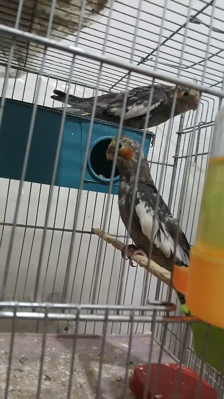 جفت عروس ۸۰۰|پرنده|شاهرود, |دیوار