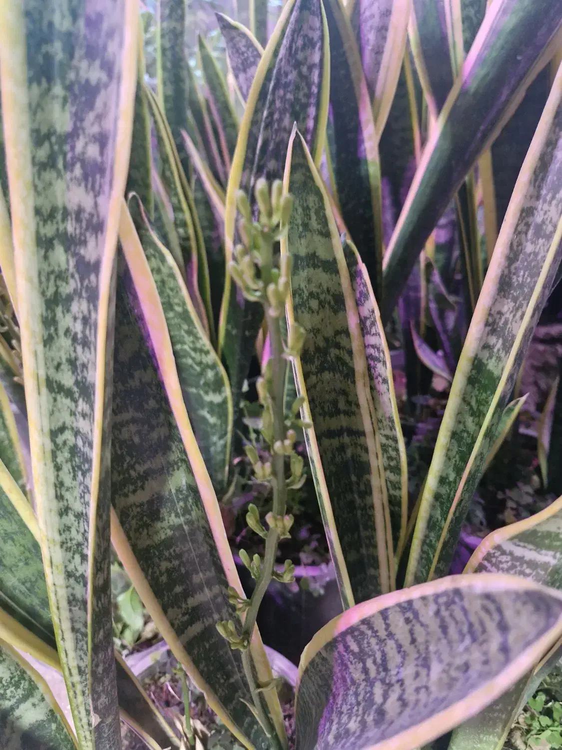 سانسوریا ابلق|گل و گیاه طبیعی|اصفهان, قهجاورستان|دیوار