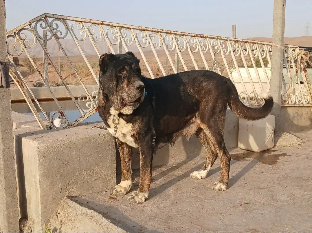 سگ گم شده|حیوانات|ساوه, |دیوار