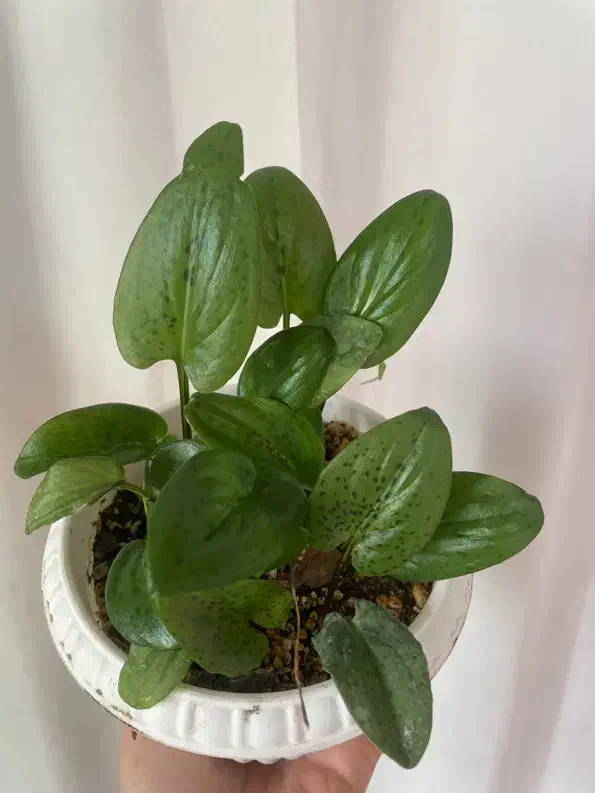 گل طبیعی خانگی|گل و گیاه طبیعی|ارومیه, |دیوار