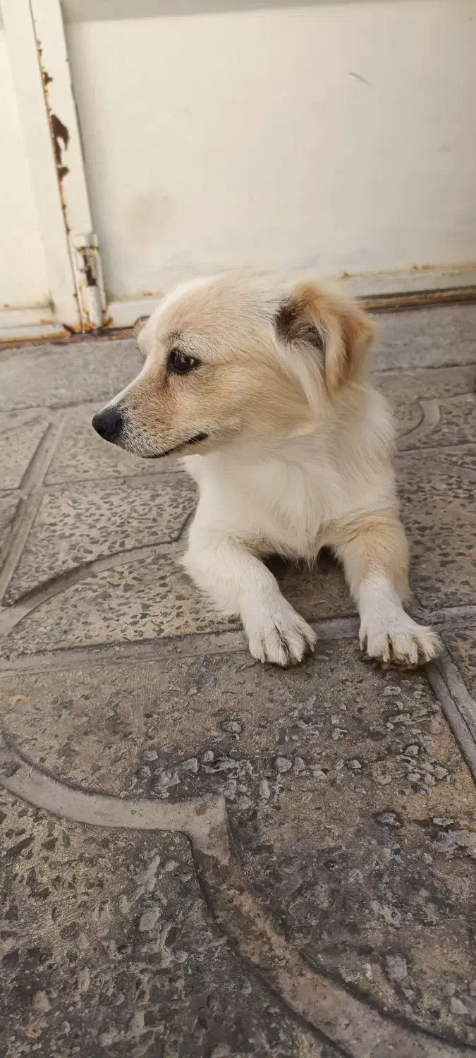 فروشی|سگ|مبارکه, |دیوار