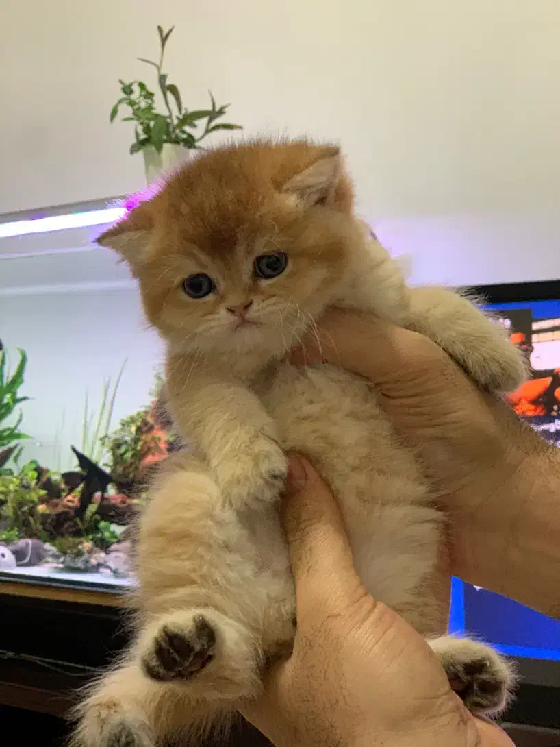 گربه بریتیش گلد ny12|گربه|تهران, صادقیه|دیوار