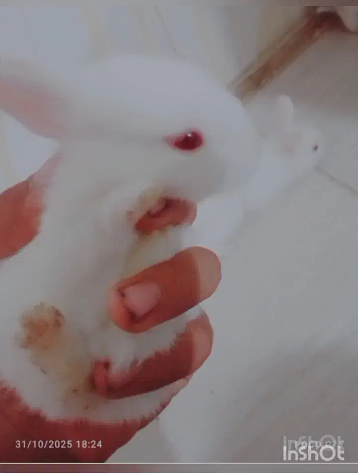 فاضل آباد گلستان 11 کوچه شهید فروغی|موش و خرگوش|فولادشهر, مسکن مهر فولادشهر|دیوار