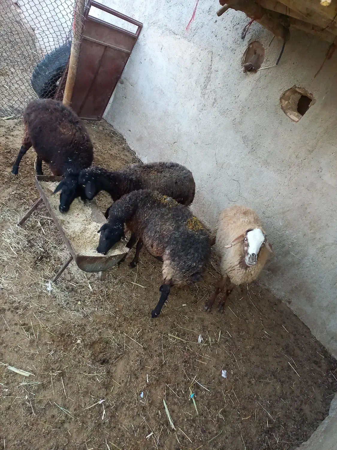 دو راس گوسفند|حیوانات مزرعه|زرندیه, |دیوار