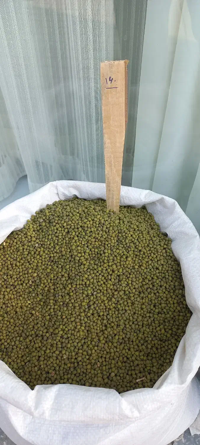 نخود فرنگی بسیار تمیز|خوردنی و آشامیدنی|کلاله, |دیوار