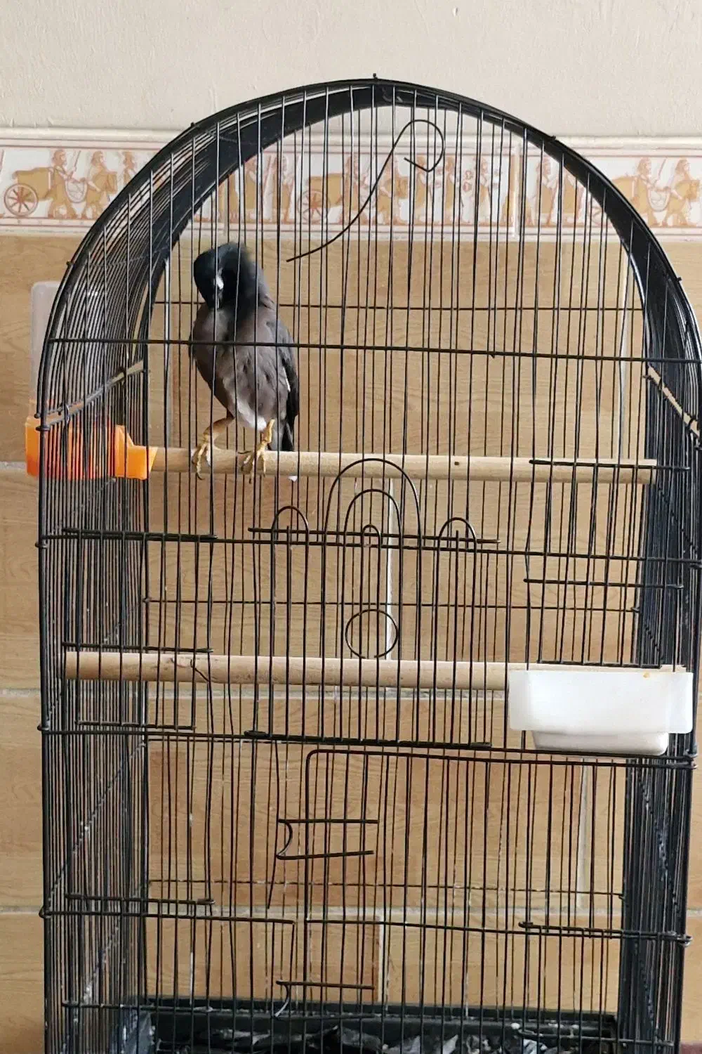 مرغ مینا|پرنده|مرودشت, بهارستان|دیوار