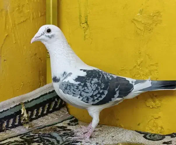 دوجفت کبوتر|پرنده|مشهد, بهمن|دیوار