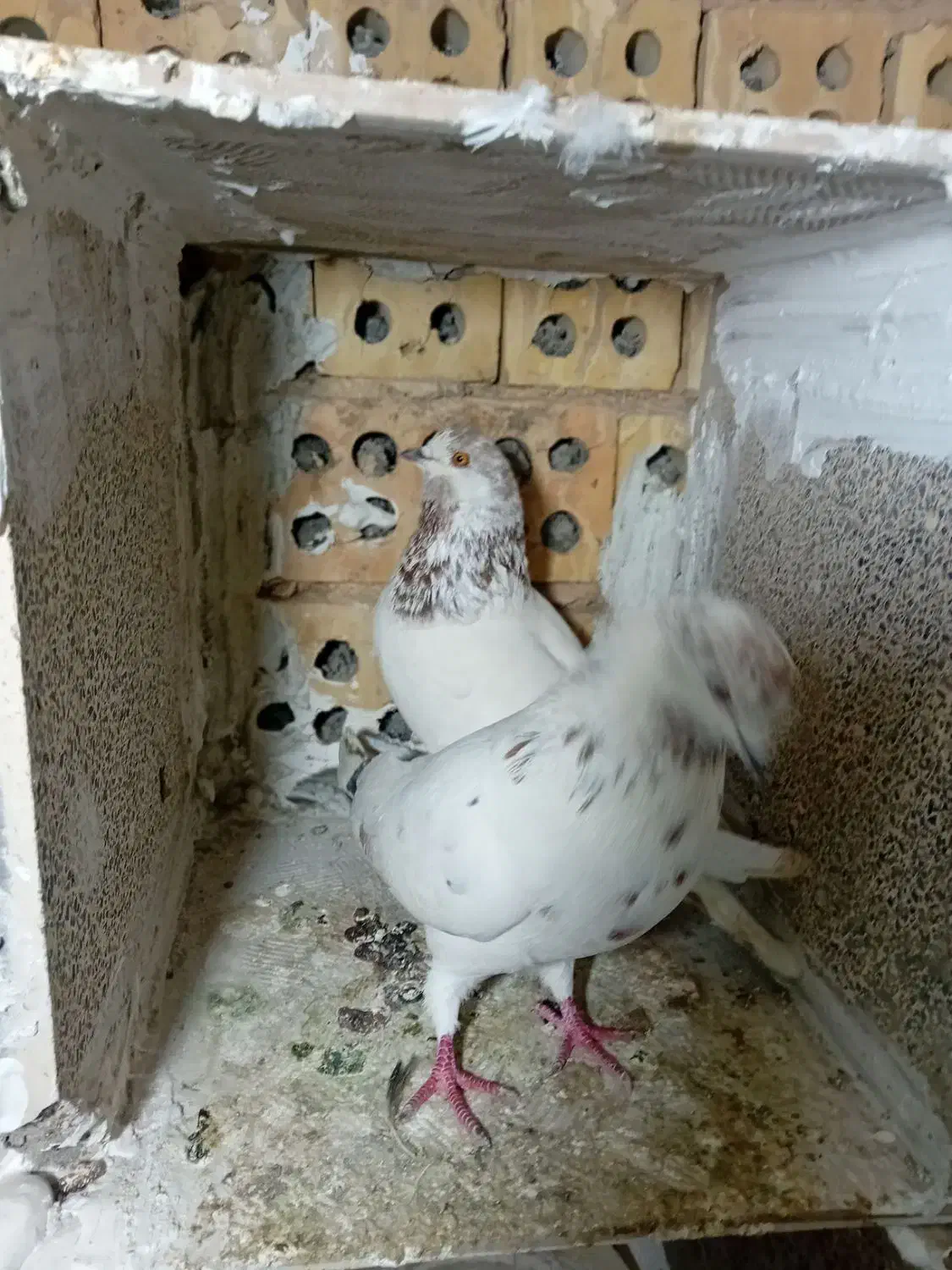 جفت‌کفتر‌تهرانی|پرنده|مشهد, کشف|دیوار