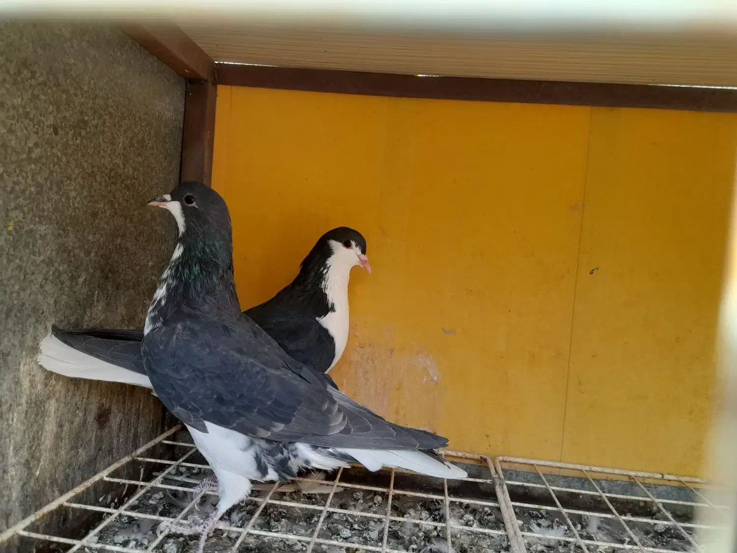 دو جفت کبوتر شهری ابپخش|پرنده|بوشهر, |دیوار