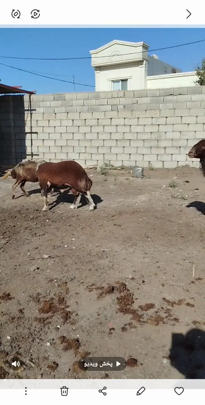 بره قوچ کبود|حیوانات مزرعه|گنبد کاووس, |دیوار