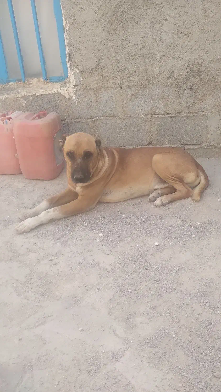 سگ‌زرد بزرگ|سگ|قوچان, |دیوار