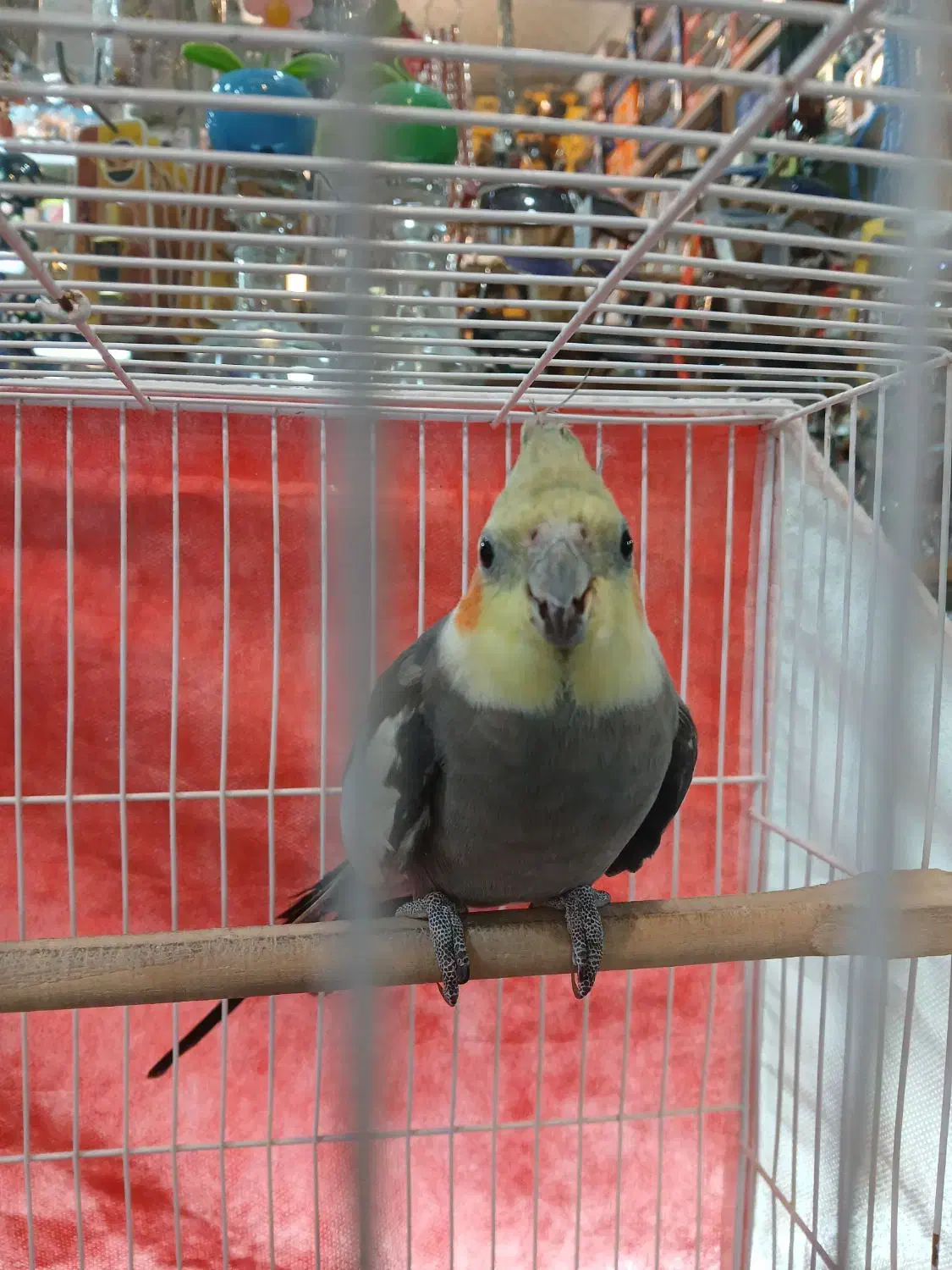 عروس هلندی ۶ماهه قابل تربیت|پرنده|یونسی, |دیوار