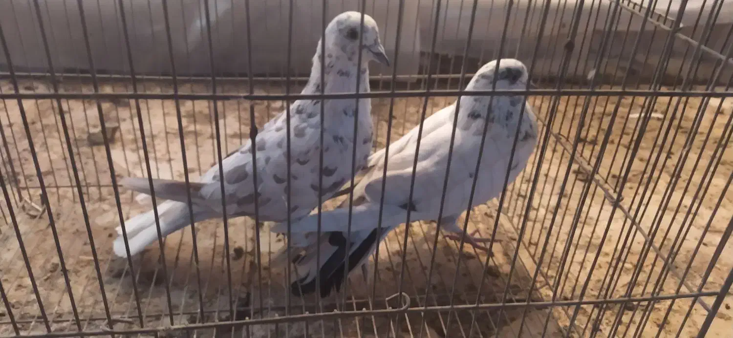 کبوتر|پرنده|قم, حاج زینل|دیوار