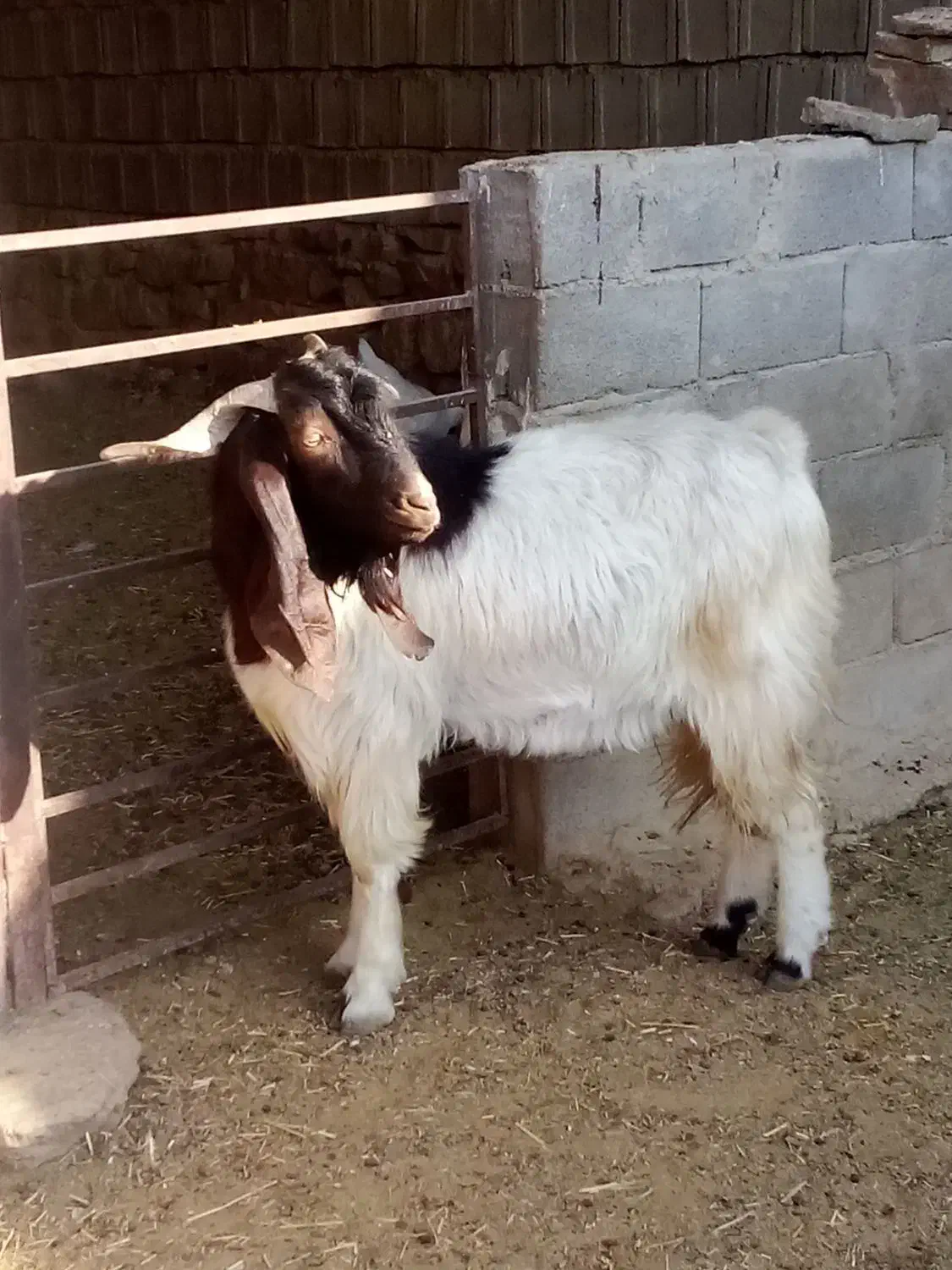 فروشی|حیوانات مزرعه|دهدشت, |دیوار