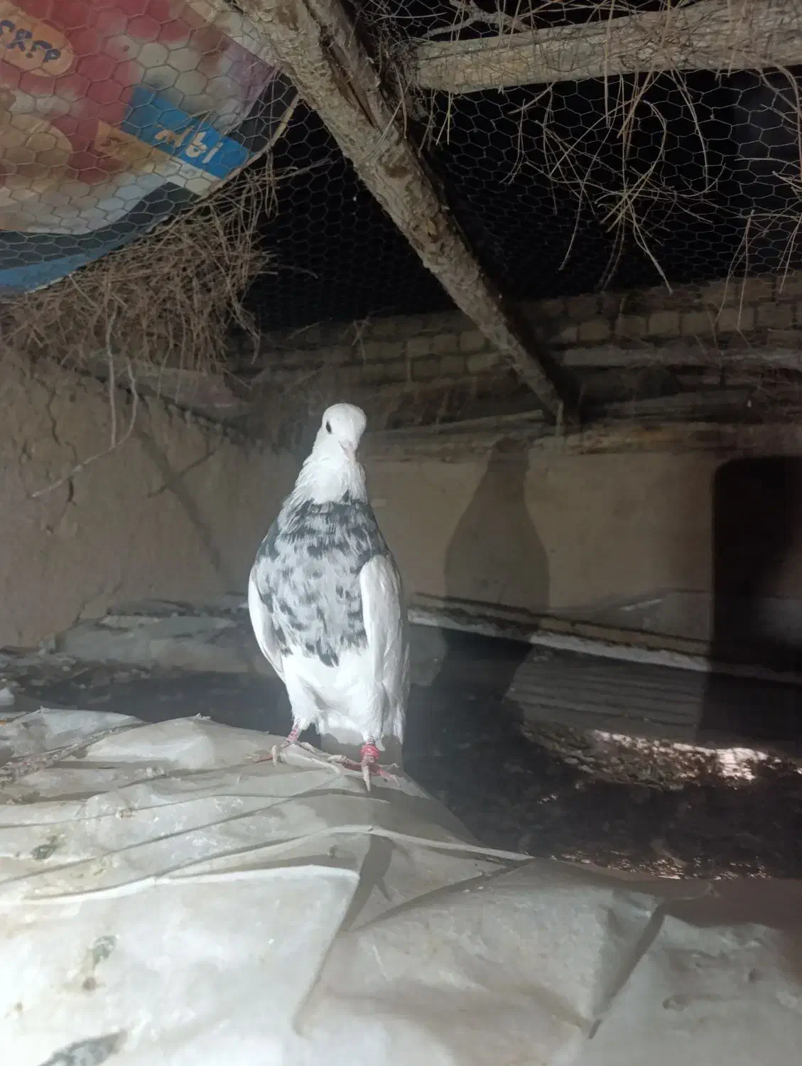 طوقی|پرنده|مبارکه, |دیوار