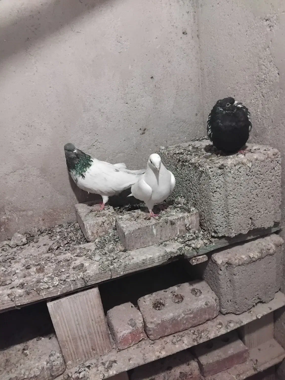 کفتر|پرنده|سهند, |دیوار