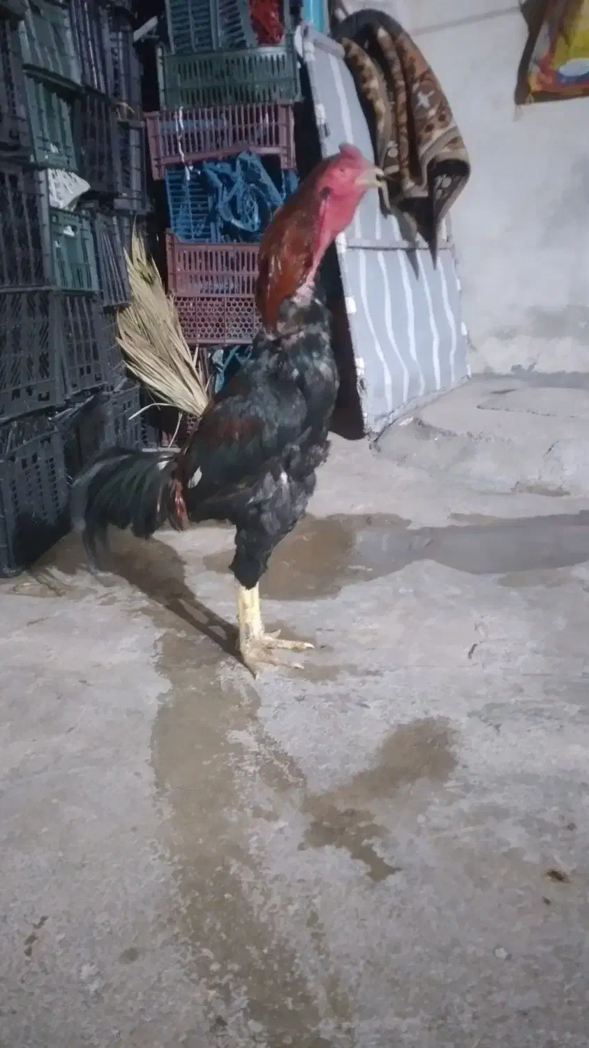 خروس لاری|حیوانات مزرعه|سرپل ذهاب, |دیوار