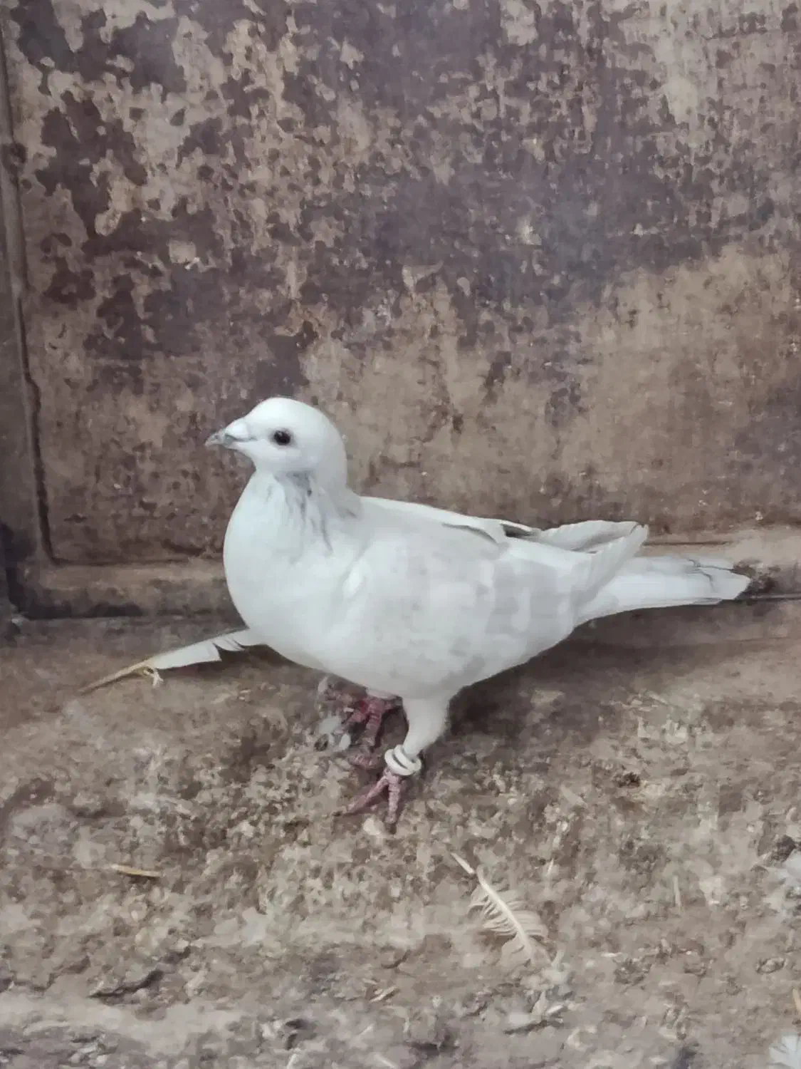 مصری کرمانی کاکلی|پرنده|بیرجند, |دیوار