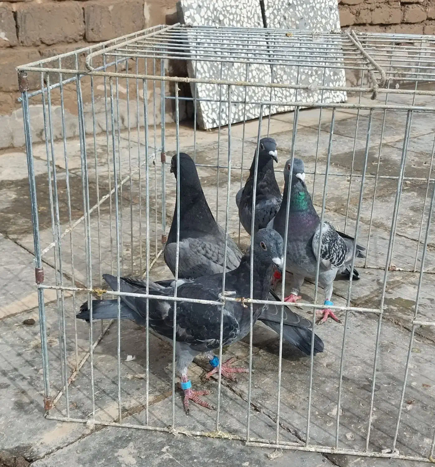 گردنبند کبوتر|بدلیجات|فردوس (خراسان), |دیوار