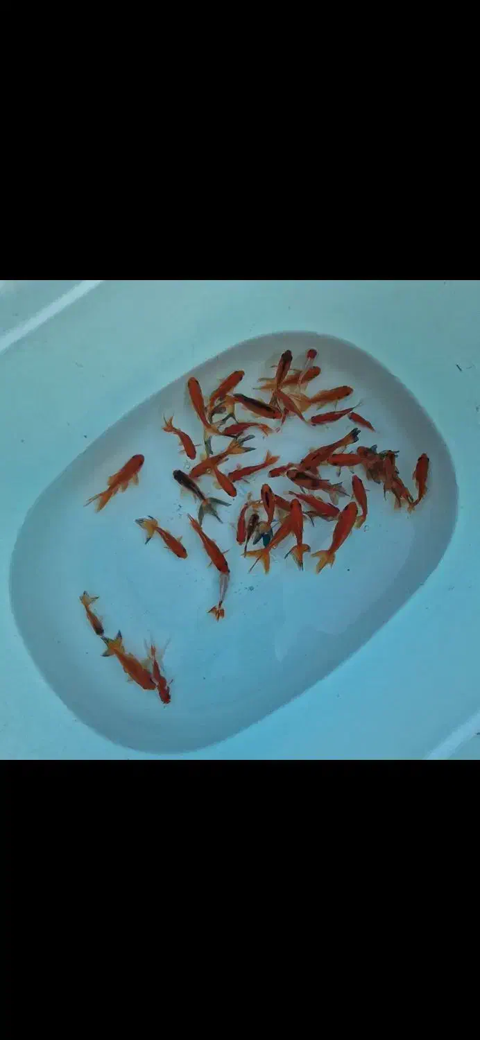 گلدفیش|ماهی|اردکان, |دیوار