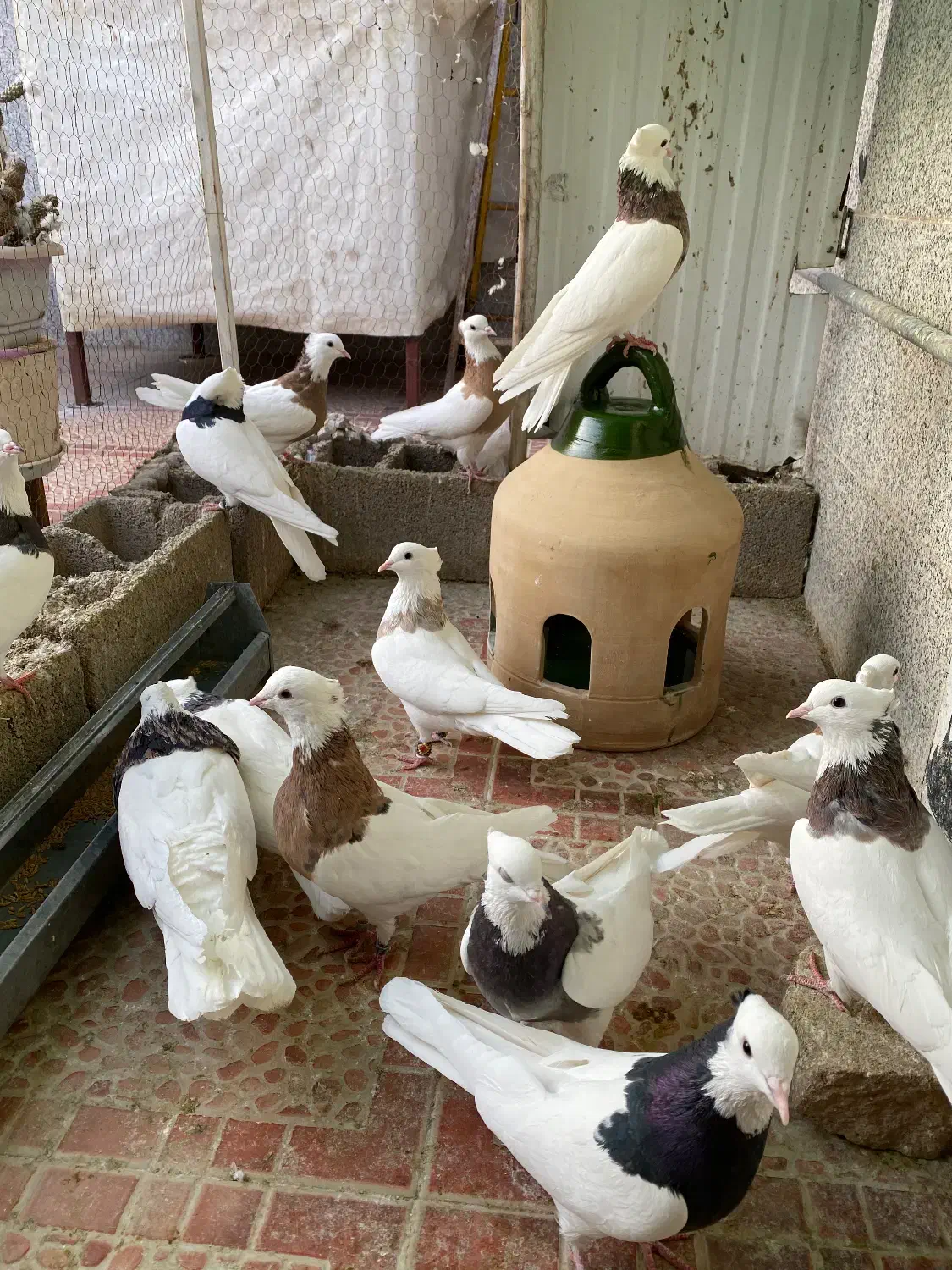 کبوتر طوقی|پرنده|حمیدیا, |دیوار