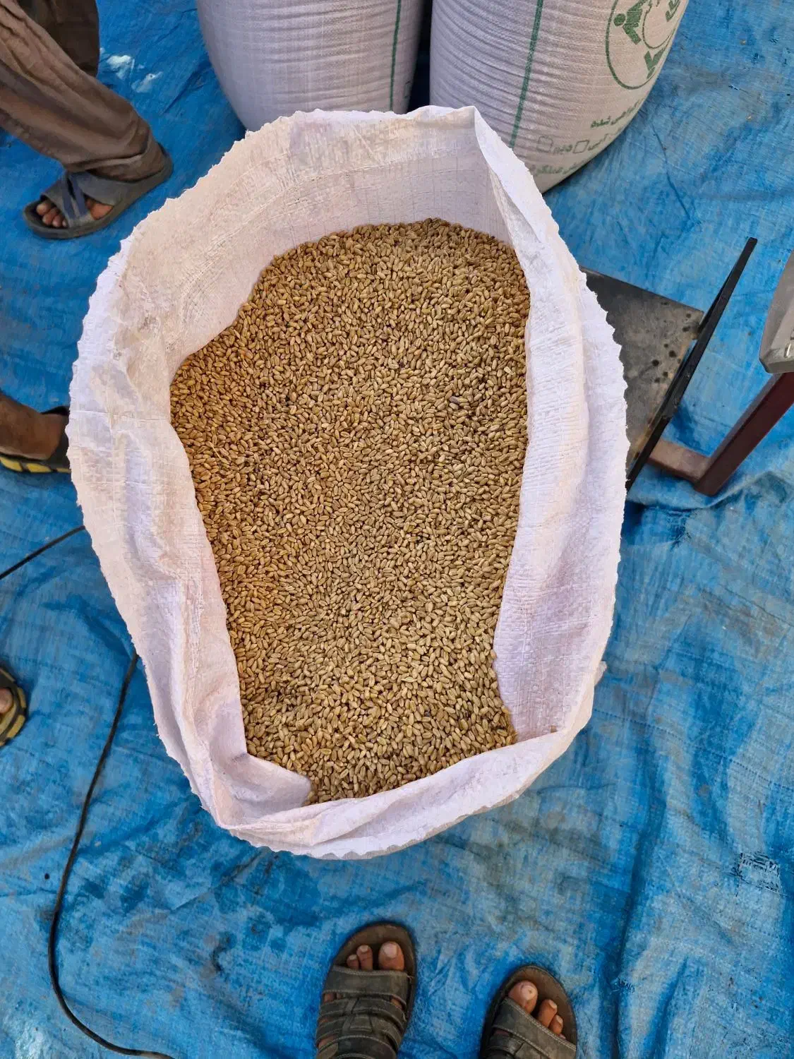 بذر گندم تیرگان|گل و گیاه طبیعی|آزادشهر, |دیوار