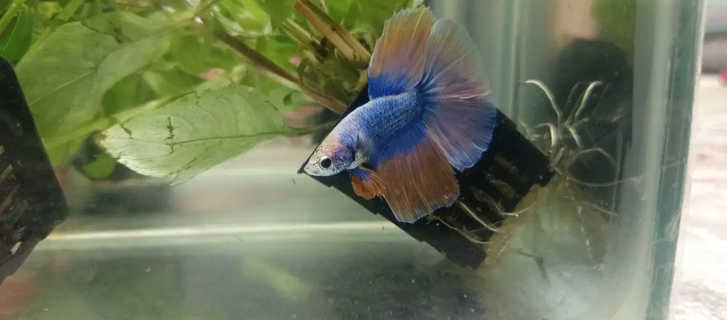 ماهی فایتر نر آماده جفت گیری|ماهی|تهران, خلیج فارس|دیوار