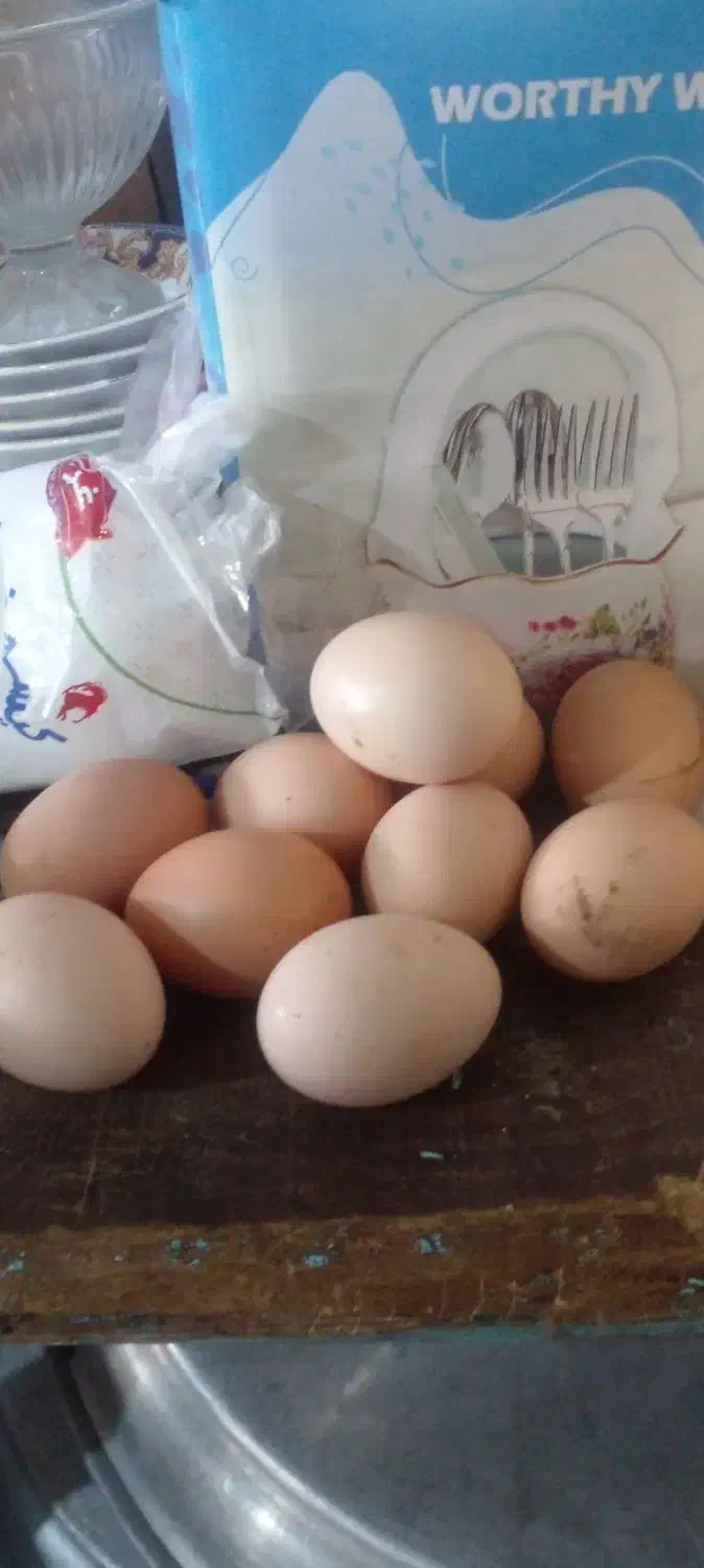 تخمه مرغ|خوردنی و آشامیدنی|خوی, |دیوار