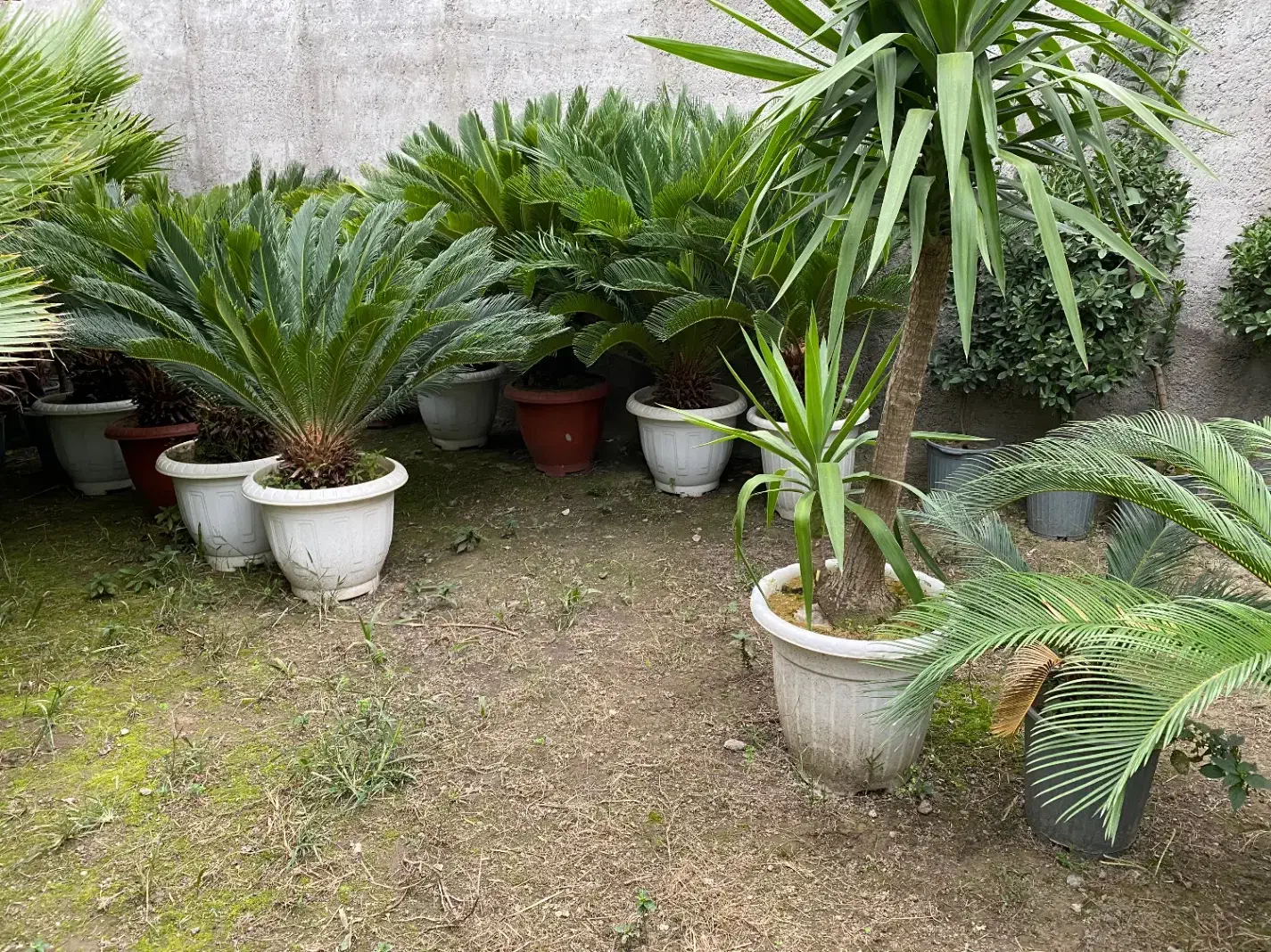 سیکاس ، یوکا ، آگاو ، پالم فیلیفرا|گل و گیاه طبیعی|تهران,  امام زاده قاسم (نیاوران)|دیوار