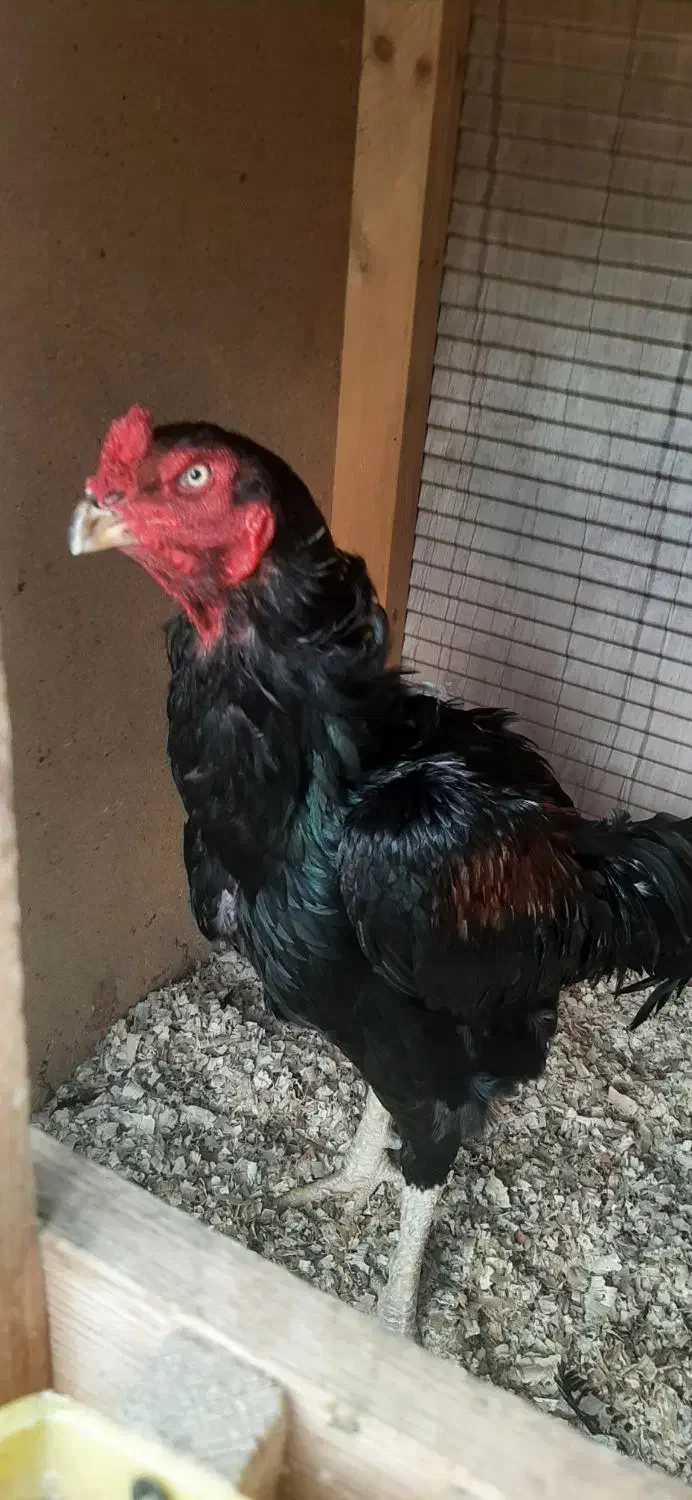 خروس ومرغ ۵ماه لاری وابریشمی کبوتر دم طاووسی|پرنده|رشت, حومه رشت|دیوار