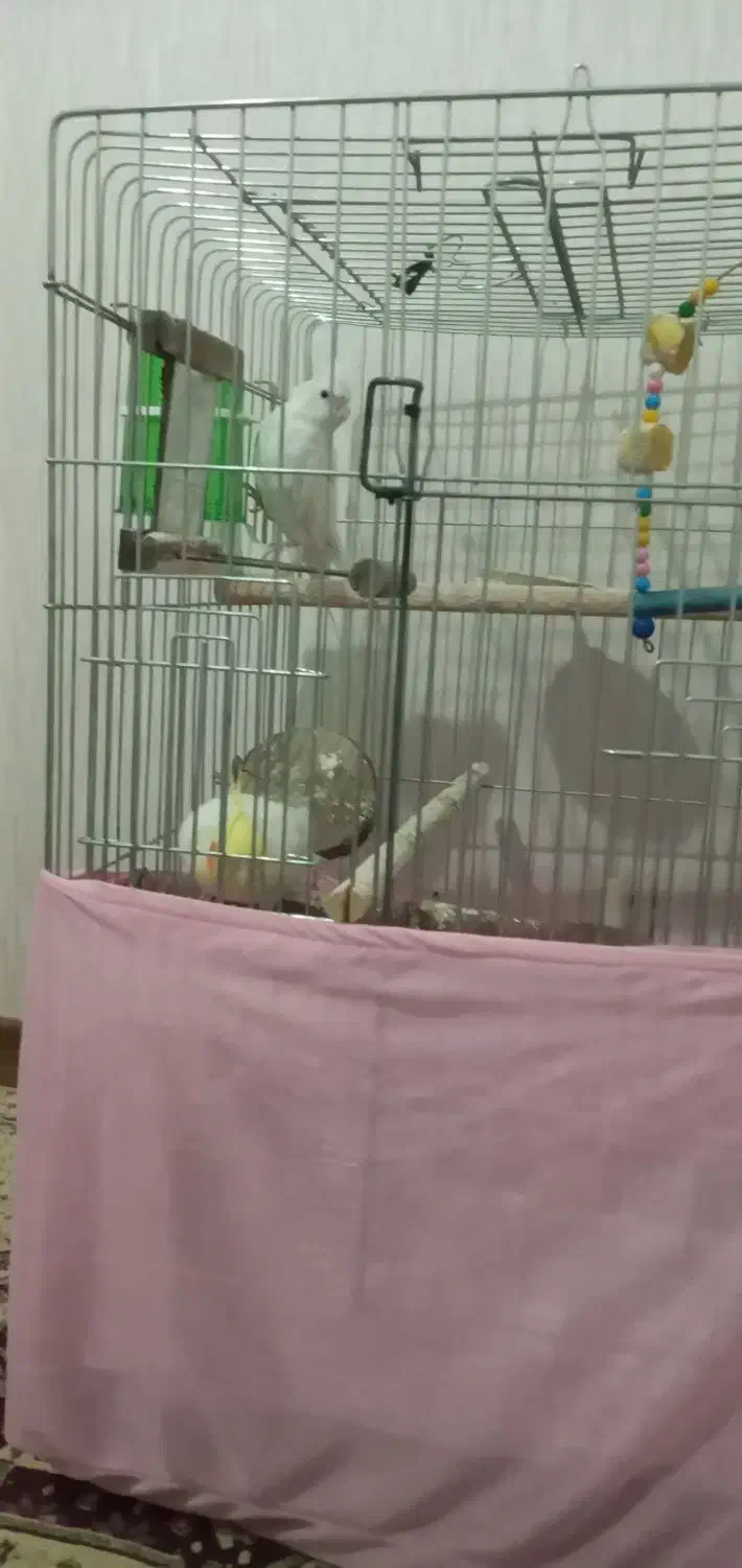 عروس هلندی جفت نر وماده|پرنده|مهاجران, |دیوار