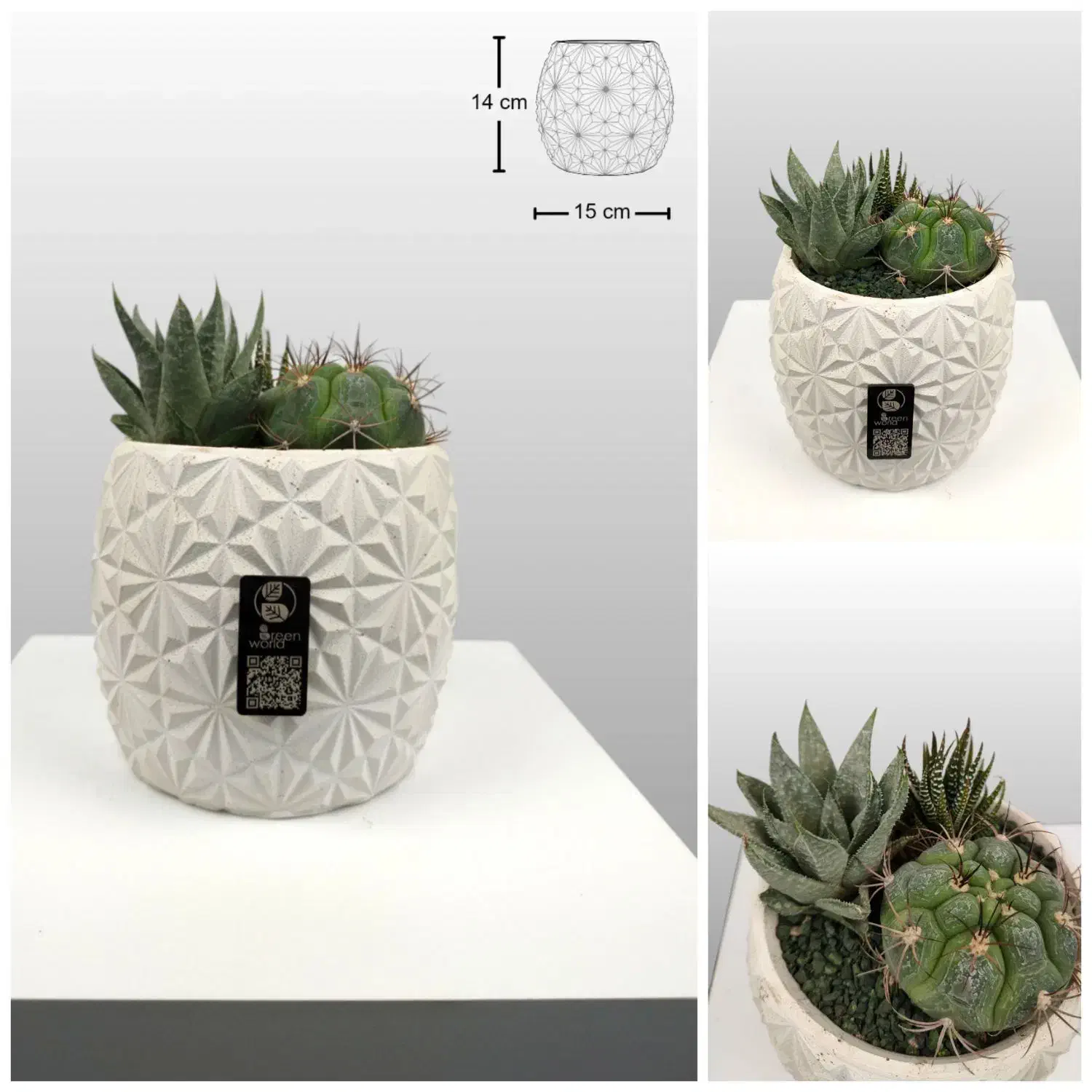 دیش گاردن / گلدان کاکتوس|گل و گیاه طبیعی|فولادشهر, B6|دیوار