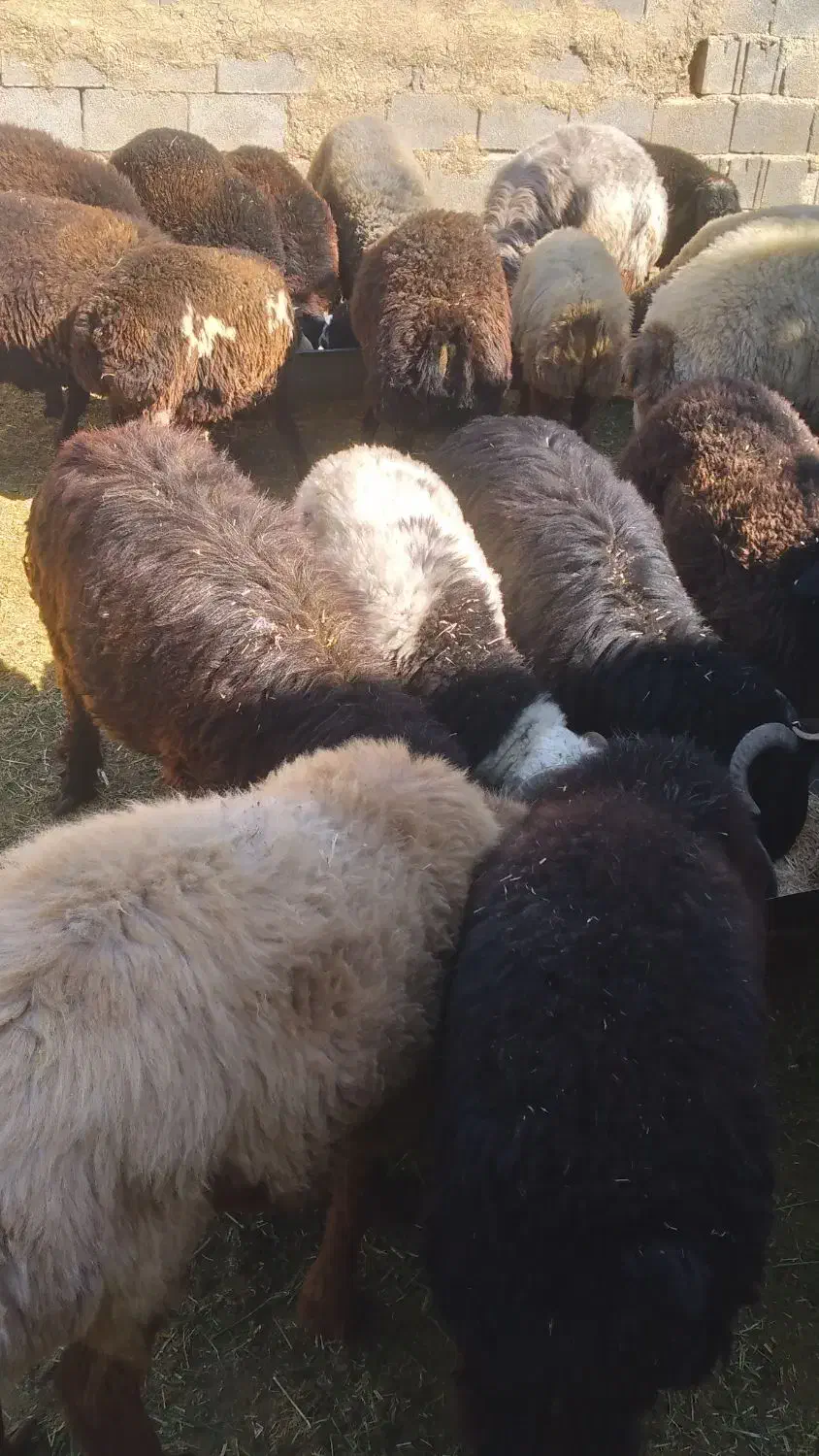 بره نر جفتی ۸۰کیلو|حیوانات مزرعه|ششده و قره بلاغ, |دیوار