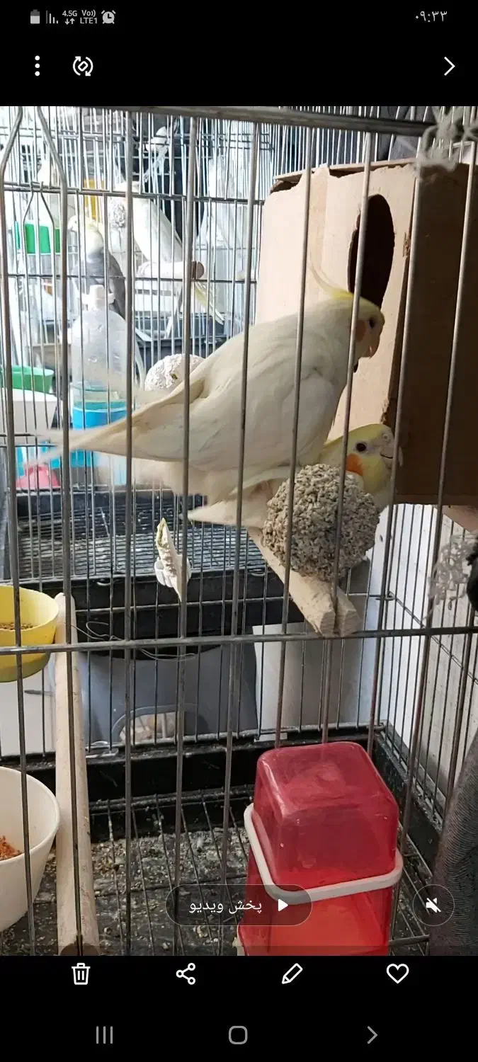 مولد عروس هلندی  لوتینو|پرنده|بهارستان, |دیوار