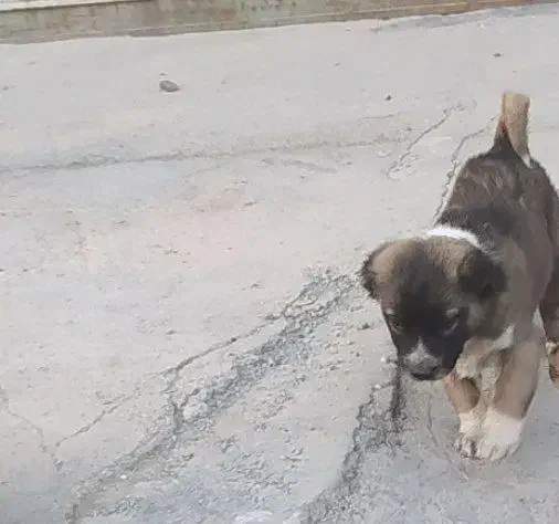 سگی|سگ|کرمانشاه, |دیوار