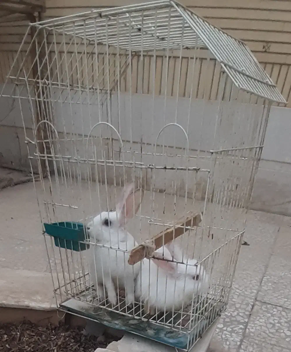 فروش خرگوش سفید تپلی|موش و خرگوش|نجف‌آباد, نمازی|دیوار
